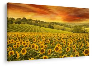 Tablou - Câmp de floarea-soarelui (90x60 cm)