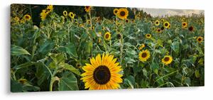 Tablou - Câmpul de floarea-soarelui II. (120x50 cm)