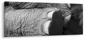 Tablou - Picior de elefant (120x50 cm)