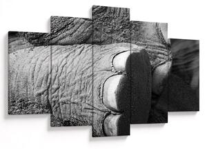 Tablou - Picior de elefant (150x105 cm)