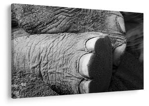 Tablou - Picior de elefant (90x60 cm)