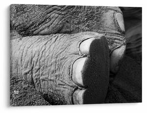 Tablou - Picior de elefant (70x50 cm)