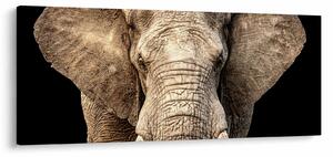 Tablou - Elefant african (120x50 cm)