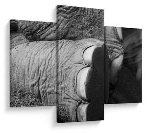 Tablou - Picior de elefant (90x60 cm)