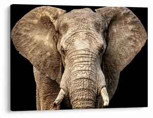 Tablou - Elefant african (70x50 cm)