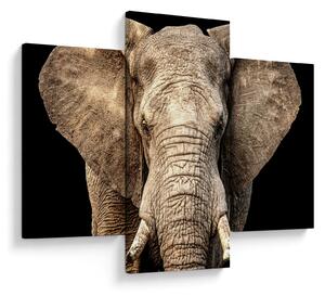 Tablou - Elefant african (90x60 cm)