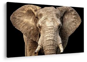 Tablou - Elefant african (90x60 cm)