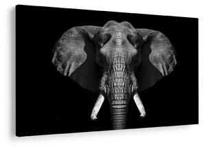 Tablou - Elefant pe fundal negru (90x60 cm)