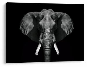 Tablou - Elefant pe fundal negru (70x50 cm)