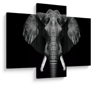 Tablou - Elefant pe fundal negru (90x60 cm)