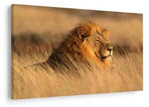 Tablou - Parcul Național Etosha (90x60 cm)