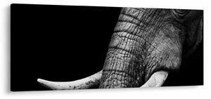 Tablou - Colți de elefant (120x50 cm)