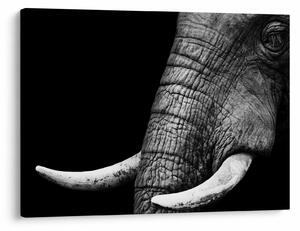 Tablou - Colți de elefant (70x50 cm)