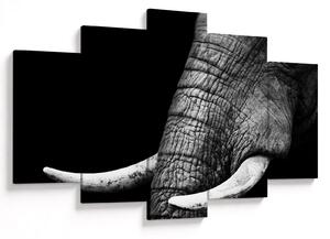 Tablou - Colți de elefant (150x105 cm)