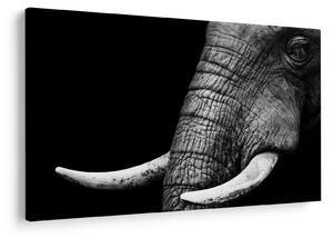 Tablou - Colți de elefant (90x60 cm)