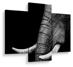 Tablou - Colți de elefant (90x60 cm)