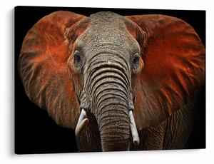 Tablou - Elefanți cu Tsavo (70x50 cm)