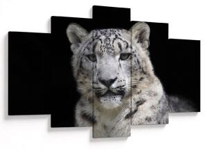 Tablou - Snow Leopard (150x105 cm)