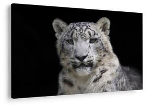 Tablou - Snow Leopard (90x60 cm)