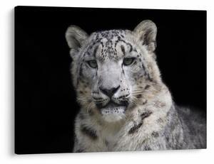 Tablou - Snow Leopard (70x50 cm)