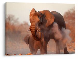 Tablou - Marele elefant african (70x50 cm)