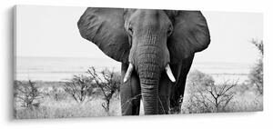 Tablou - Elefantul african II. (120x50 cm)