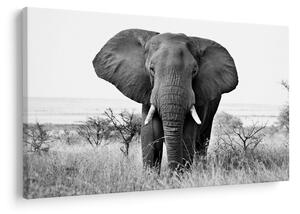 Tablou - Elefantul african II. (90x60 cm)