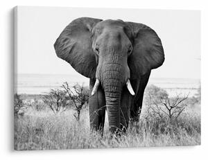 Tablou - Elefantul african II. (70x50 cm)