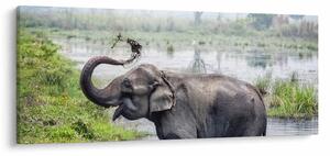Tablou - Elefant de scăldat (120x50 cm)