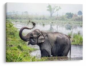 Tablou - Elefant de scăldat (70x50 cm)