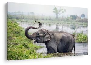 Tablou - Elefant de scăldat (90x60 cm)