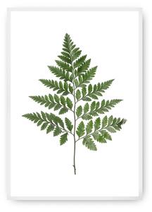 Afiș Fern Green