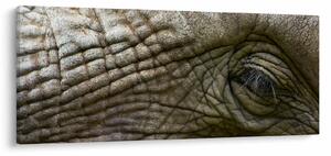 Tablou - Prim-planul ochiului de elefant vechi (120x50 cm)