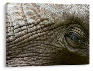 Tablou - Prim-planul ochiului de elefant vechi (70x50 cm)