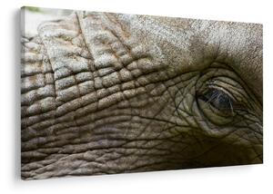 Tablou - Prim-planul ochiului de elefant vechi (90x60 cm)