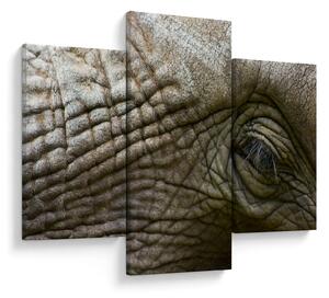 Tablou - Prim-planul ochiului de elefant vechi (90x60 cm)