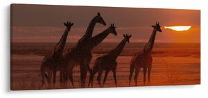 Tablou - Girafe în savana africană (120x50 cm)