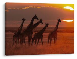 Tablou - Girafe în savana africană (70x50 cm)
