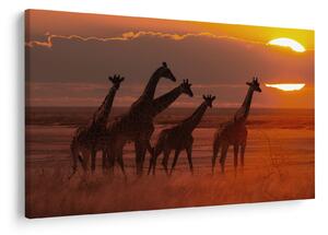 Tablou - Girafe în savana africană (90x60 cm)