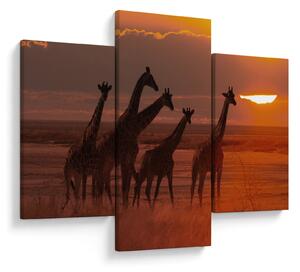 Tablou - Girafe în savana africană (90x60 cm)