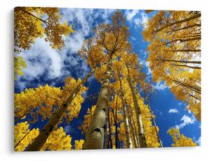 Tablou - Aspen (70x50 cm)