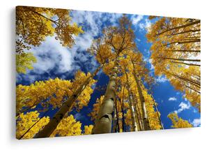 Tablou - Aspen (90x60 cm)