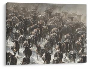 Tablou - Turmă de antilope sălbatice (70x50 cm)