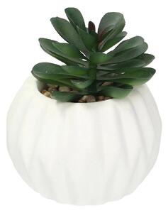 Decorațiuni Crasulla 12cm