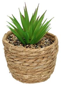Decorațiuni cu aloe 20cm