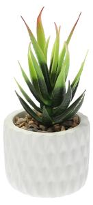 Decorațiuni cu Sansevieria 12cm