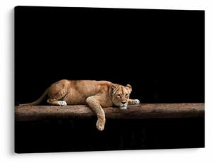 Tablou - Lioness (70x50 cm)