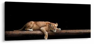 Tablou - Lioness (120x50 cm)