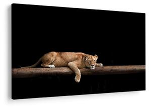 Tablou - Lioness (90x60 cm)