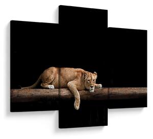 Tablou - Lioness (90x60 cm)